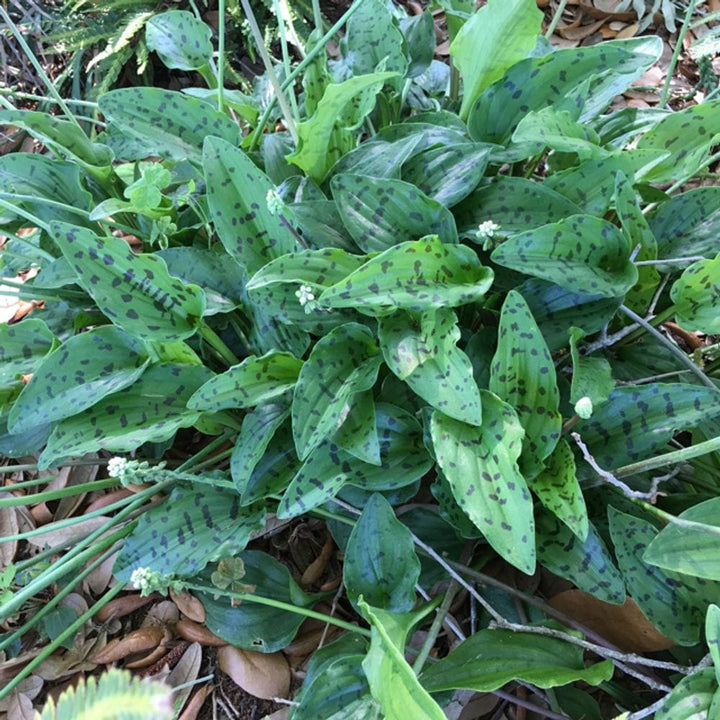 Drimiopsis maculata (Leopard Plant)