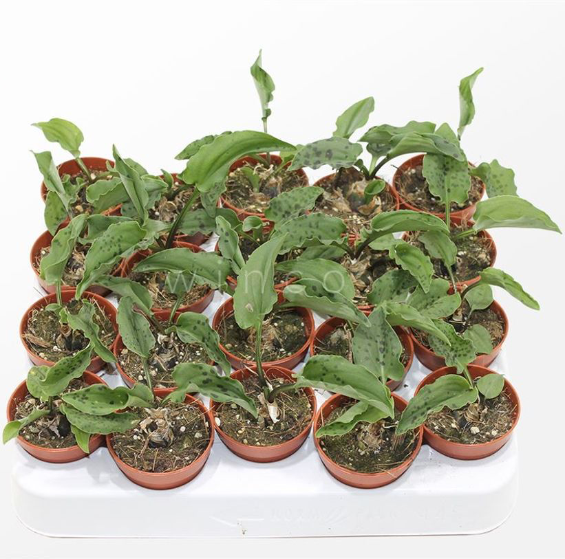 Drimiopsis maculata (Leopard Plant) babyplant