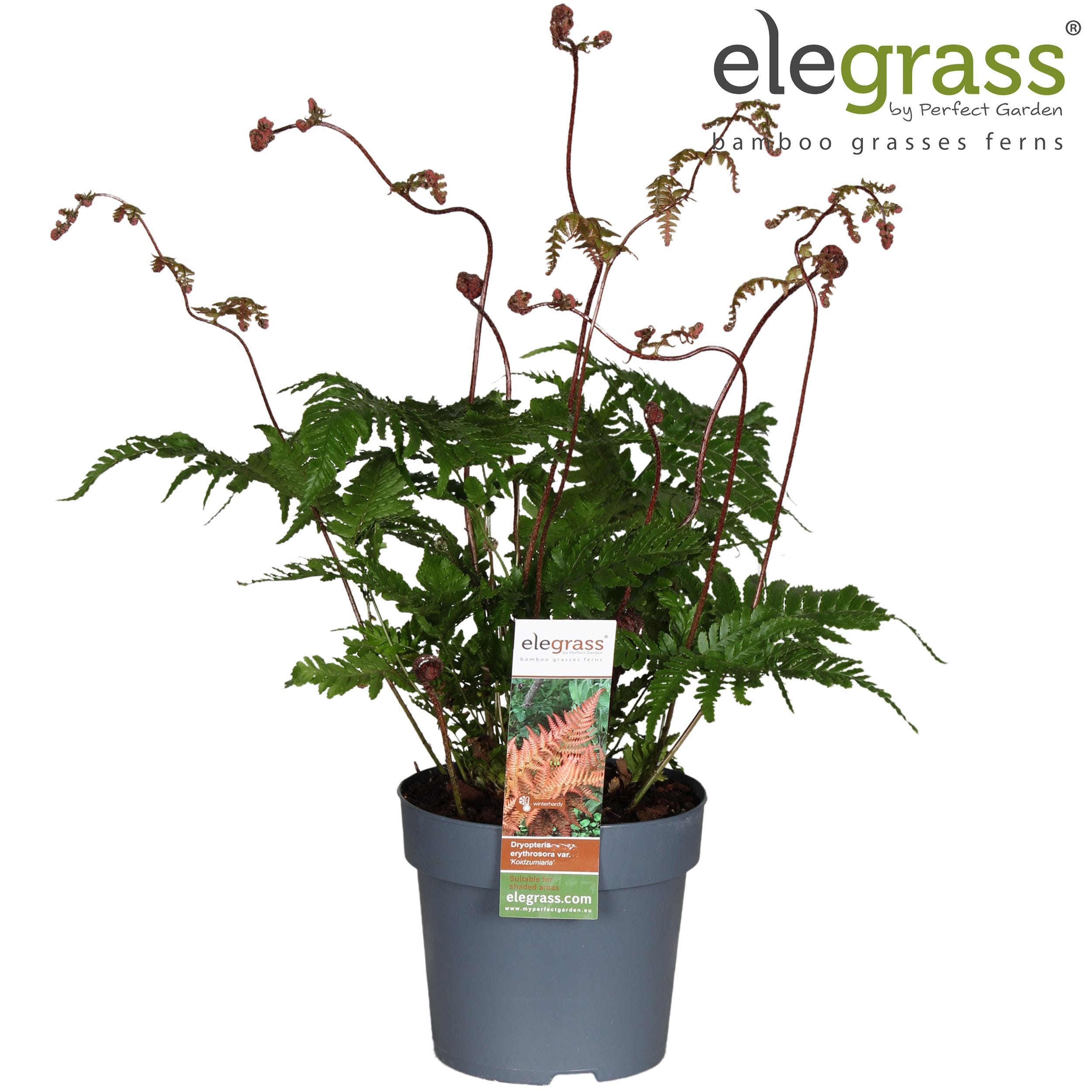 Feriga de gradina - Dryopteris erythrosora 'Koidzumiana'