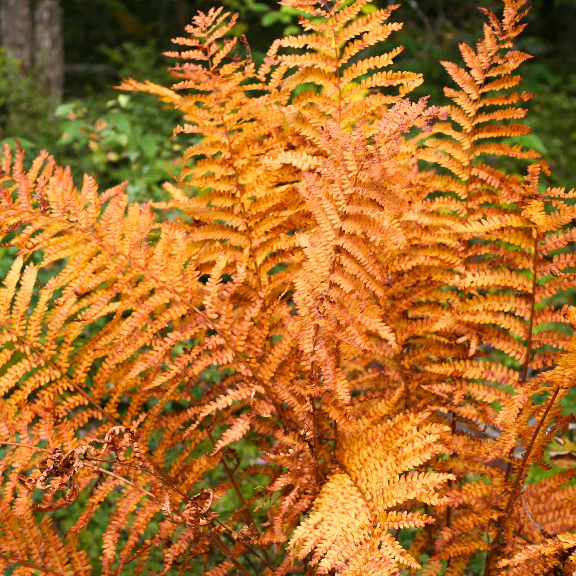 Feriga de gradina - Dryopteris erythrosora 'Koidzumiana'