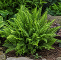 Feriga de gradina - Dryopteris affinis 'Crispa'