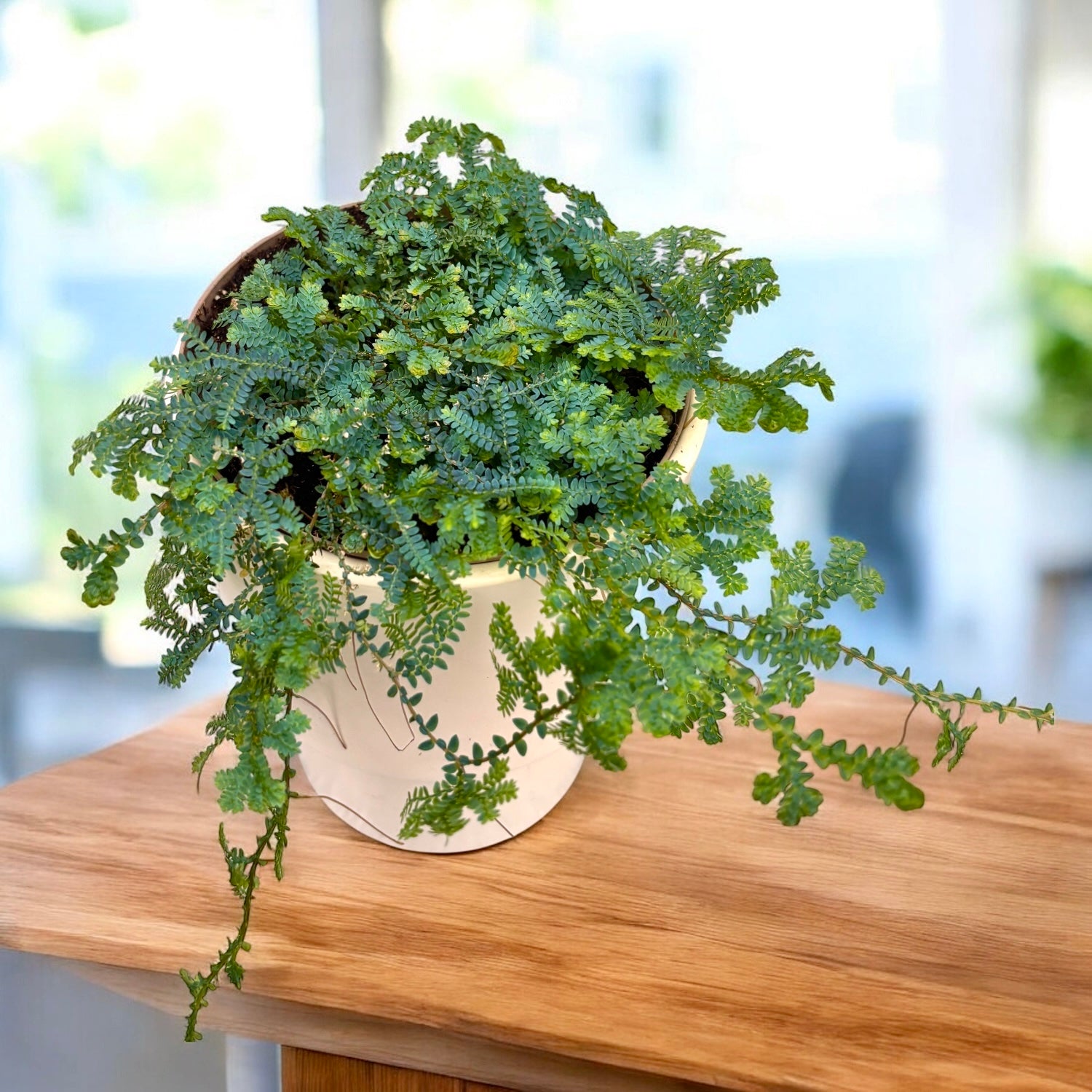 Selaginella uncinata (Peacock Moss) - feriga curcubeu
