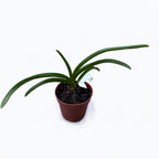 Vandachostylis Lou Sneary 'Blue' *fragrant