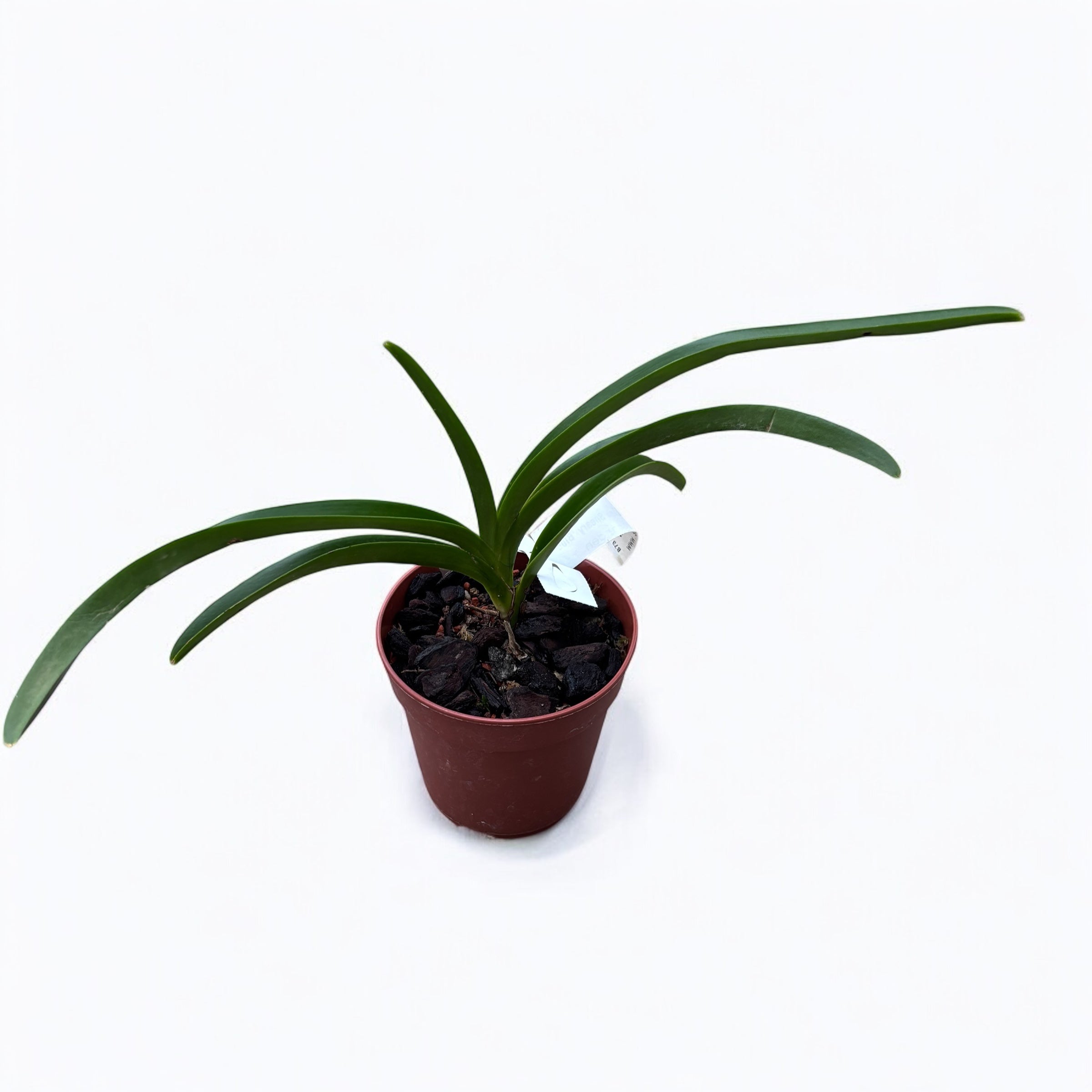 Vandachostylis Lou Sneary 'Blue' *fragrant