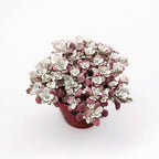 Sedum spathulifolium 'Purpureum' - Lila levelű és sárga virágú kúszó pozsgás, tökéletes napos sziklakertbe és szegélyekhez