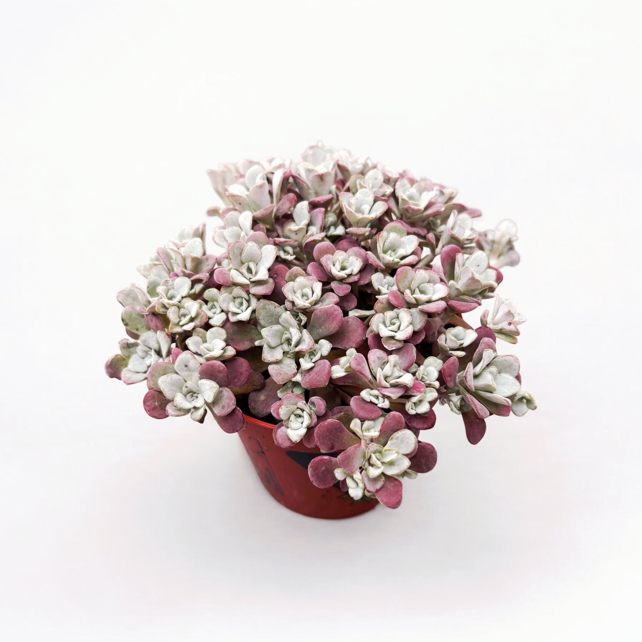 Sedum spathulifolium 'Purpureum' - Suculenta taratoare cu frunze purpurii si flori galbene, perfecta pentru rocarii si borduri insorite