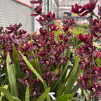 Cymbidium Cali Night 'Geyserland'