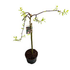 Salix caprea 'Kilmarnock' - wierzba płacząca (na pniu)