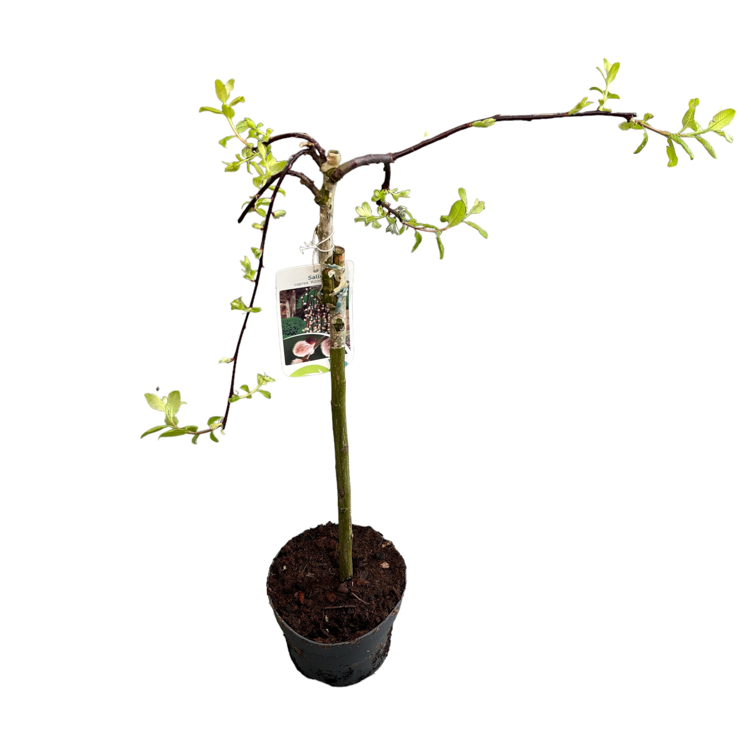 Salix caprea 'Kilmarnock' - salcie curgatoare (pe picior)