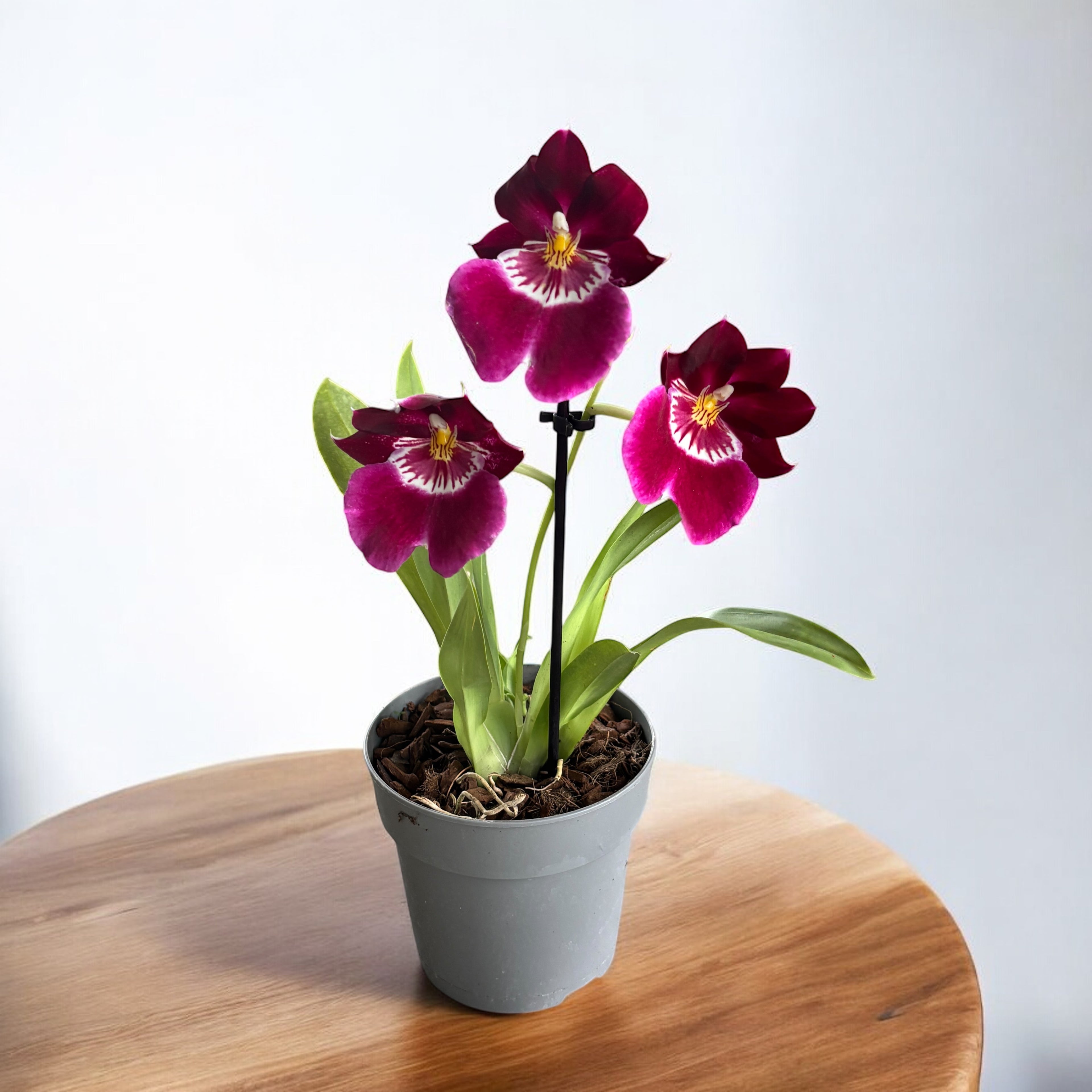 Miltoniopsis Red Tide duftend