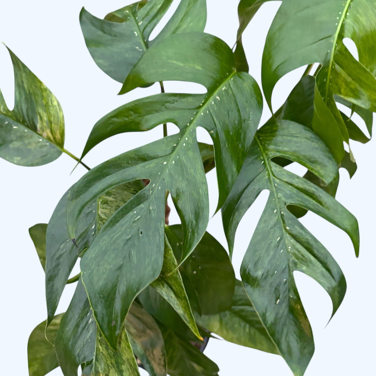 Epipremnum pinnatum ‘Baltic Blue Mint Variegata’ L - 3pp