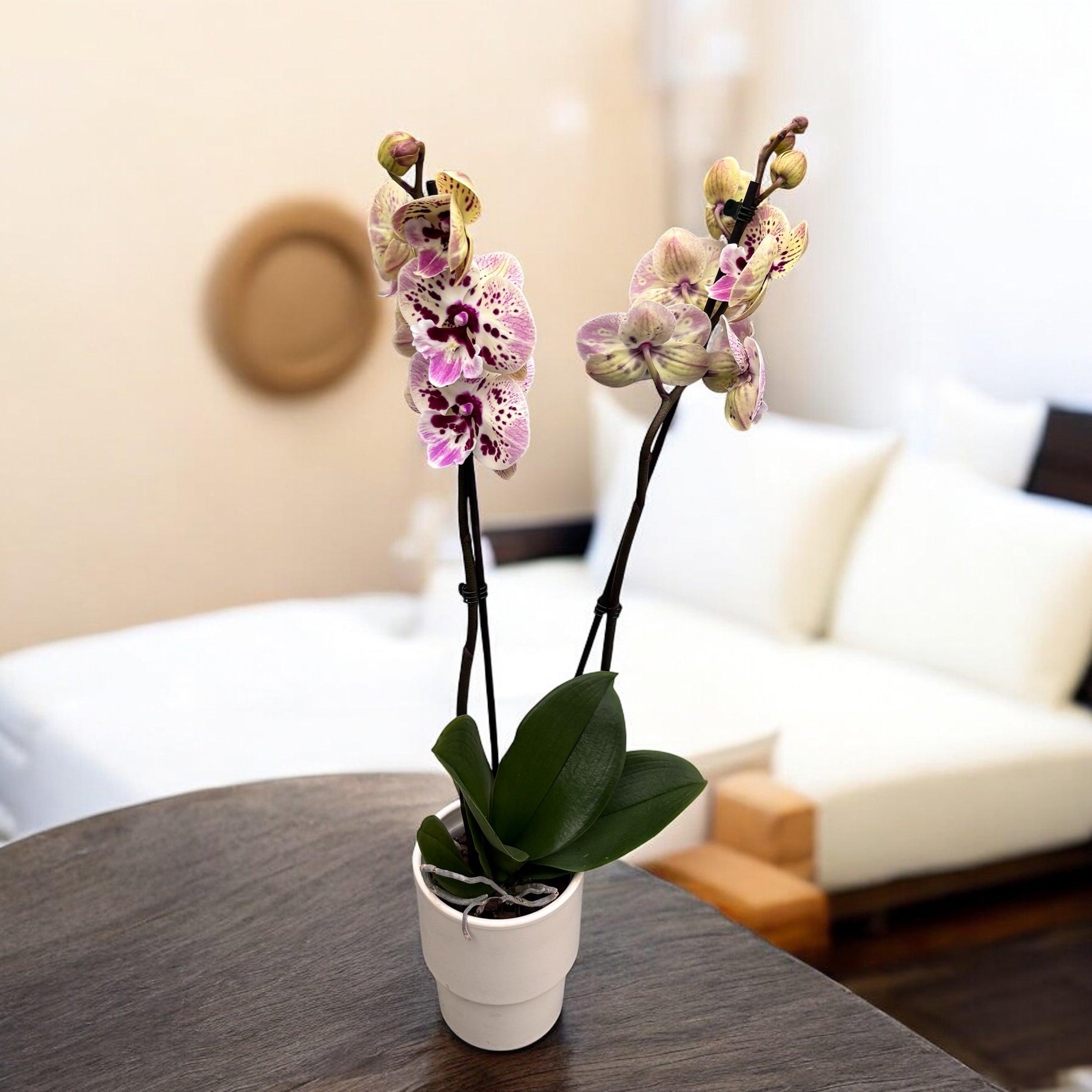 Phalaenopsis labbro grande maculato