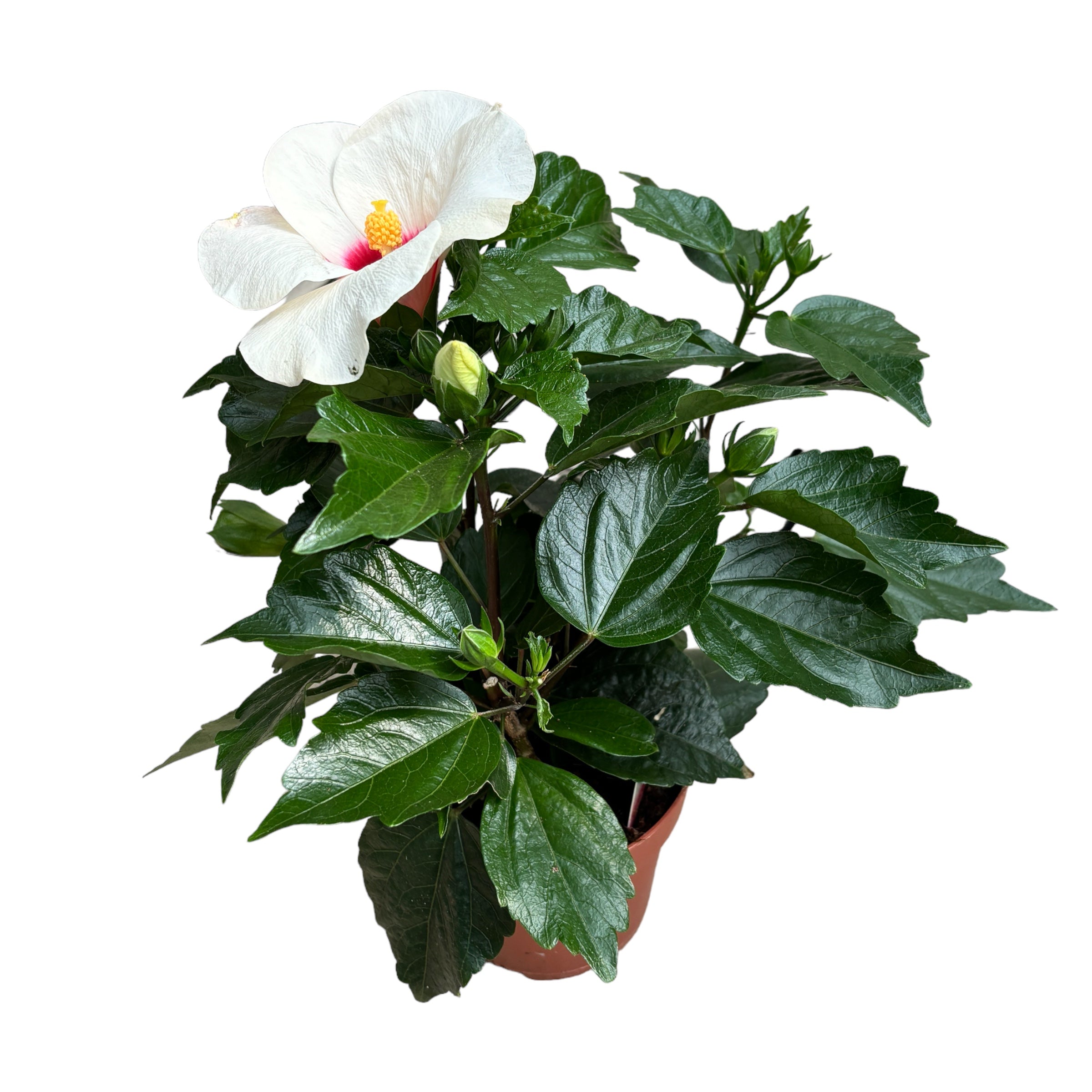 Hibiszkusz 'Adonicus Pearl' - XL virágok (2 növény/cserép)