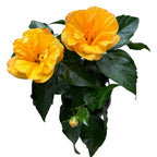 Hibiscus rosa-sinensis 'Jazz' (japanska ruža s dvostrukim cvjetovima)