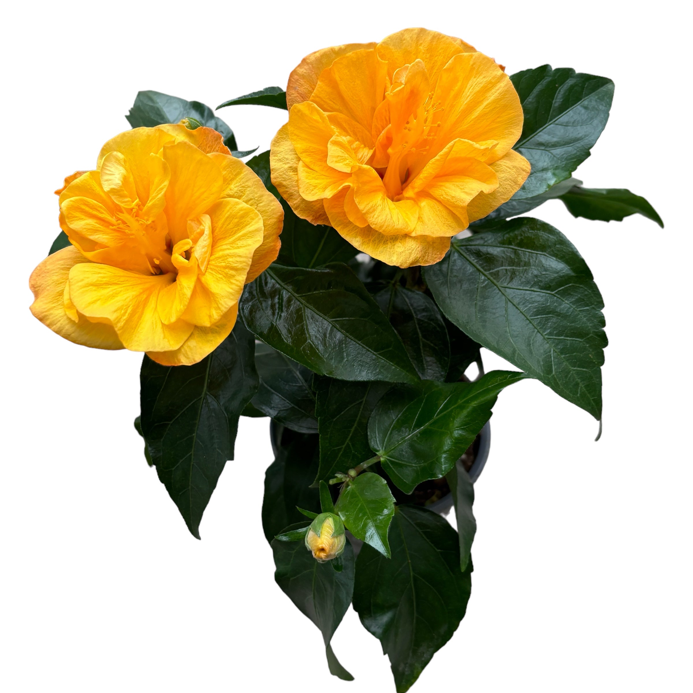 Hibiscus rosa-sinensis 'Jazz' (kettős virágú japán rózsa)