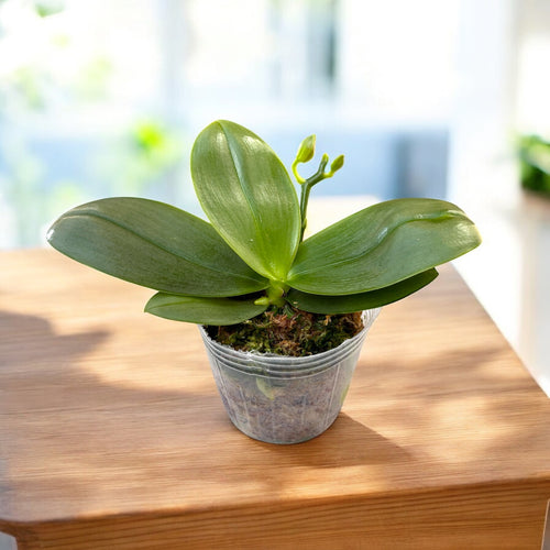 Phalaenopsis Formosa Sweet Memory (Timothy Christopher × bellina) - flori parfumate