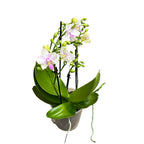 Phalaenopsis Épanouissement de la Fleur