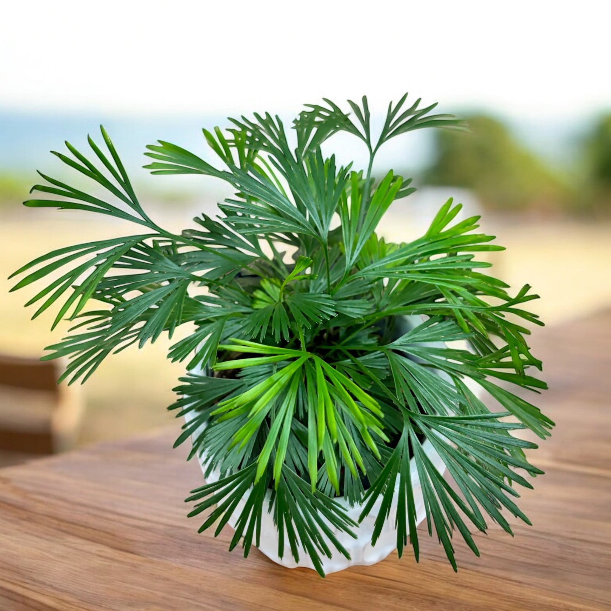 Actiniopteris Australis - feriga miniaturala cu frunze in evantai (babyplant)