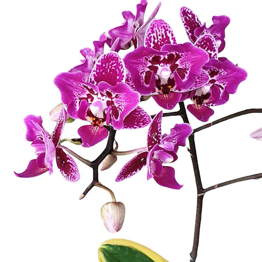 Phalaenopsis Chia E Yenlin (buntblättrig & Schmetterling)