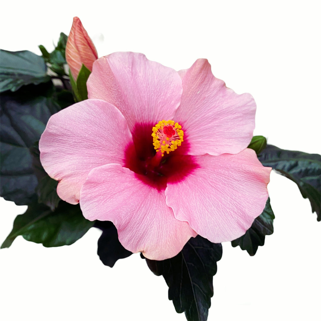 Hibiscus 'Adonicus Rosa'