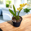 Oncidium Twinkle mix D8 (intens geurende bloemen)