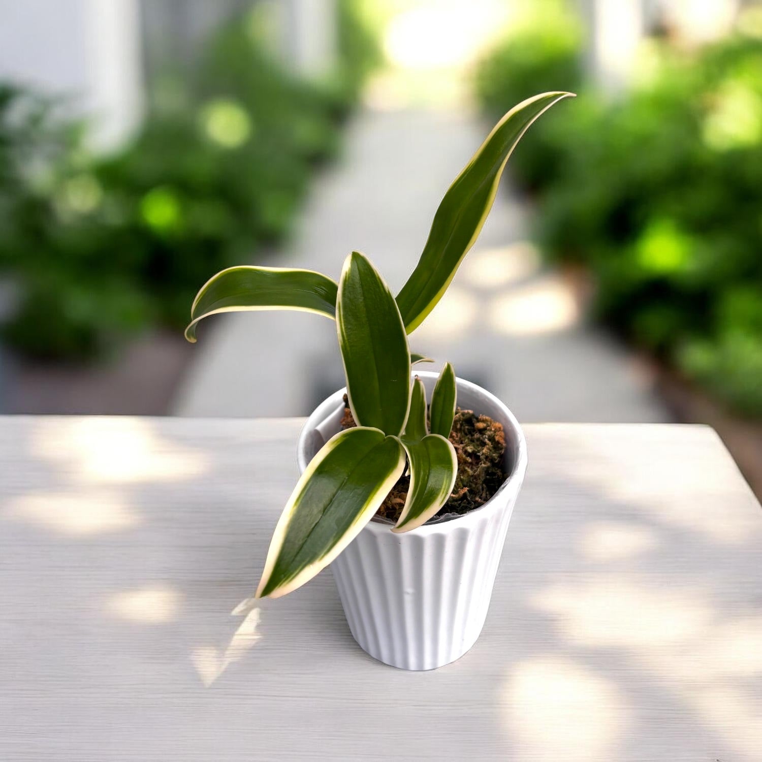 Dendrobium Burana Jade (variegata)