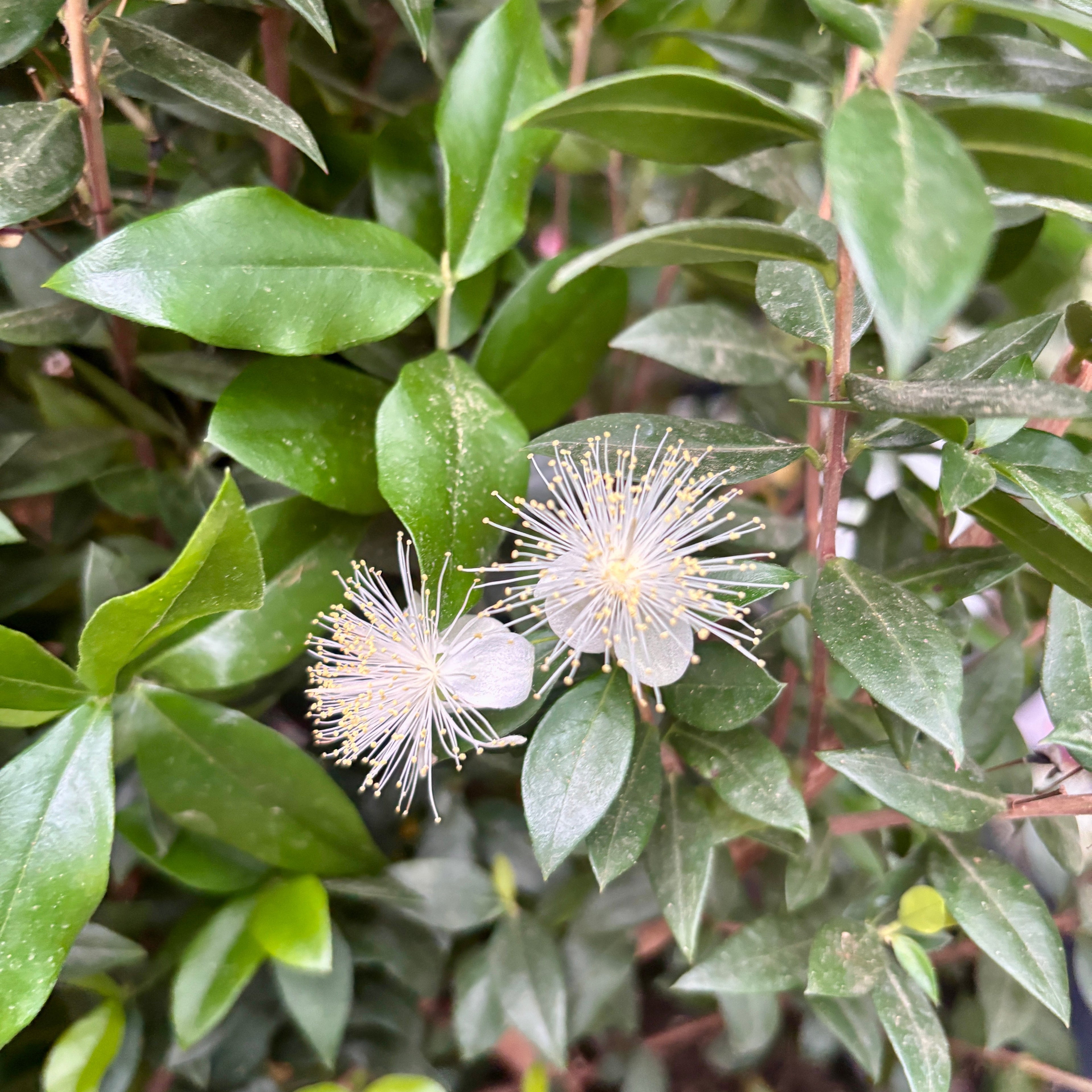 Mirt la ghiveci (Myrtus communis) XL - planta aromatica