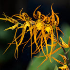 Brassia Orange Delight *duftend