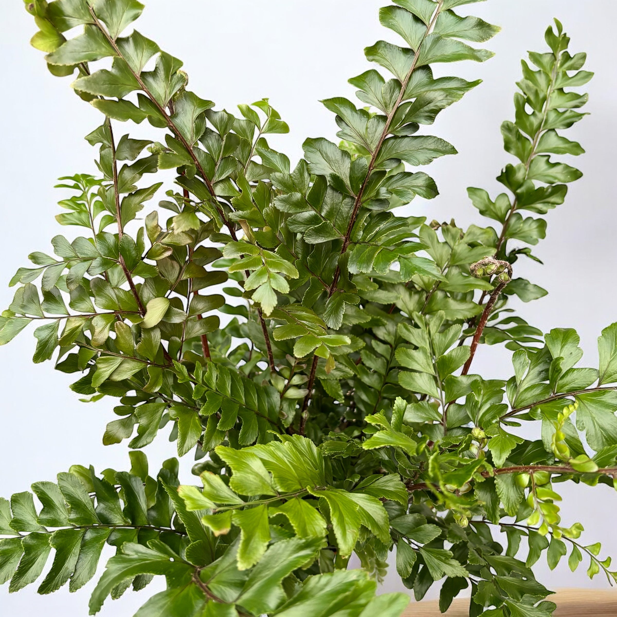 Didymochlaena truncatula – feriga africana eleganta cu frunzis luxuriant