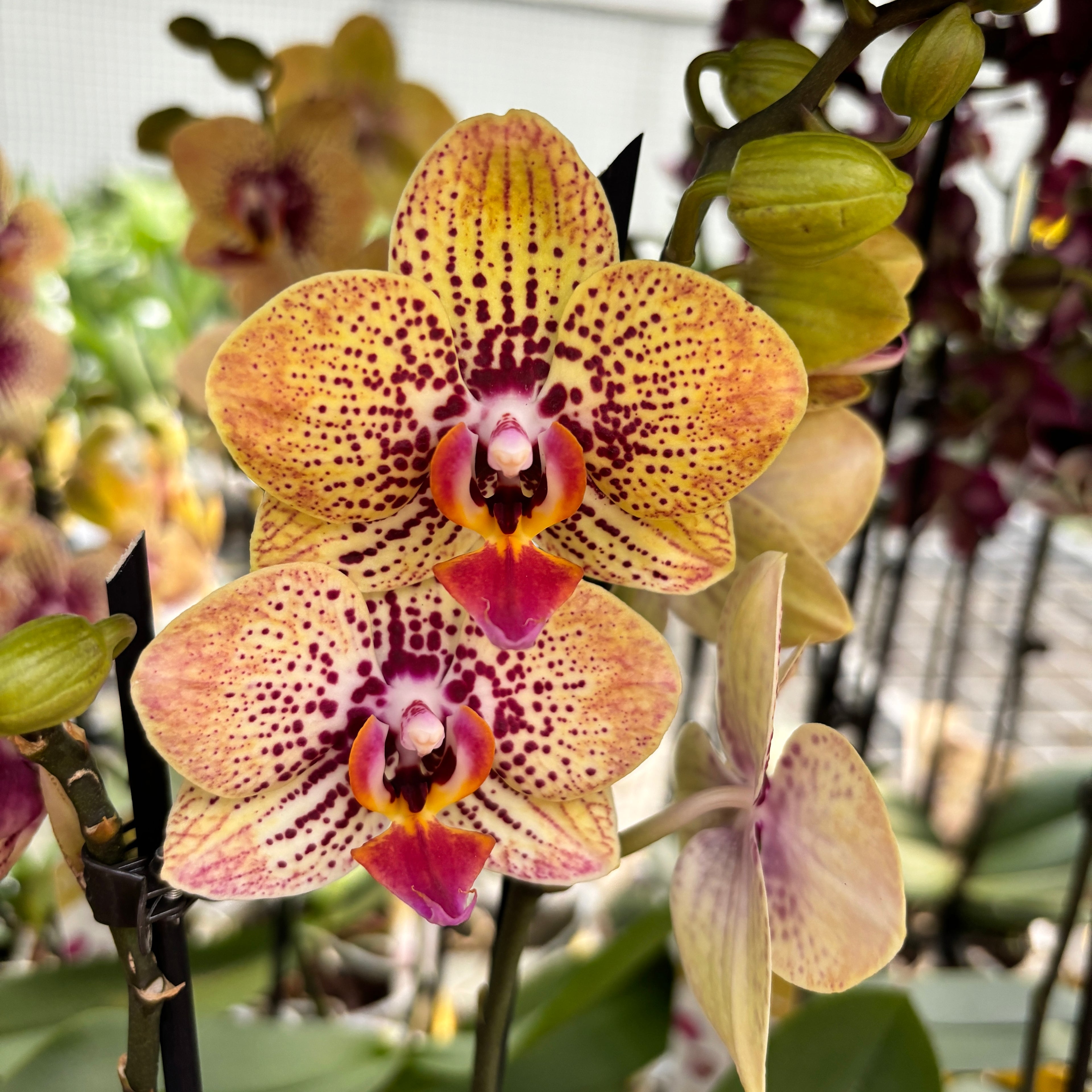 Phalaenopsis 'Elegant Charmer' (Karin Aloha) -  orhidee cu farmec exotic si flori pictate in nuante calde