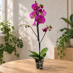 Phalaenopsis Limited #01 big lip