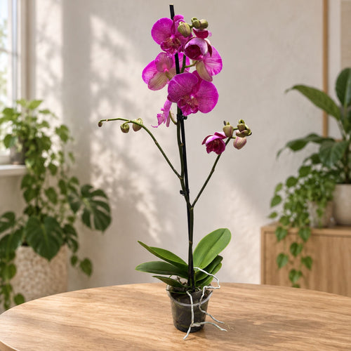 Phalaenopsis omejena #01 z veliko ustnico