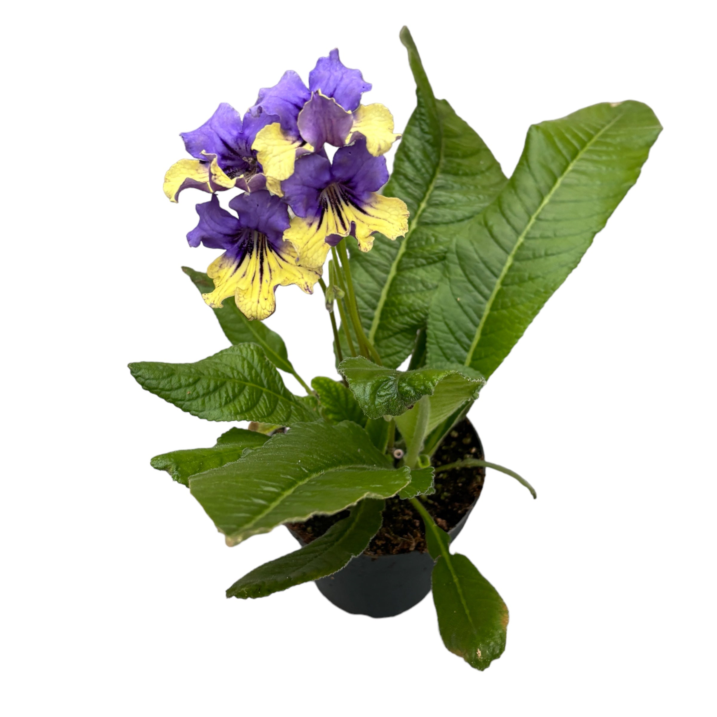 Streptocarpus Alexis