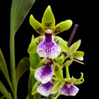 Zygodisanthus Micranthus-Everspring D9 - parfumata