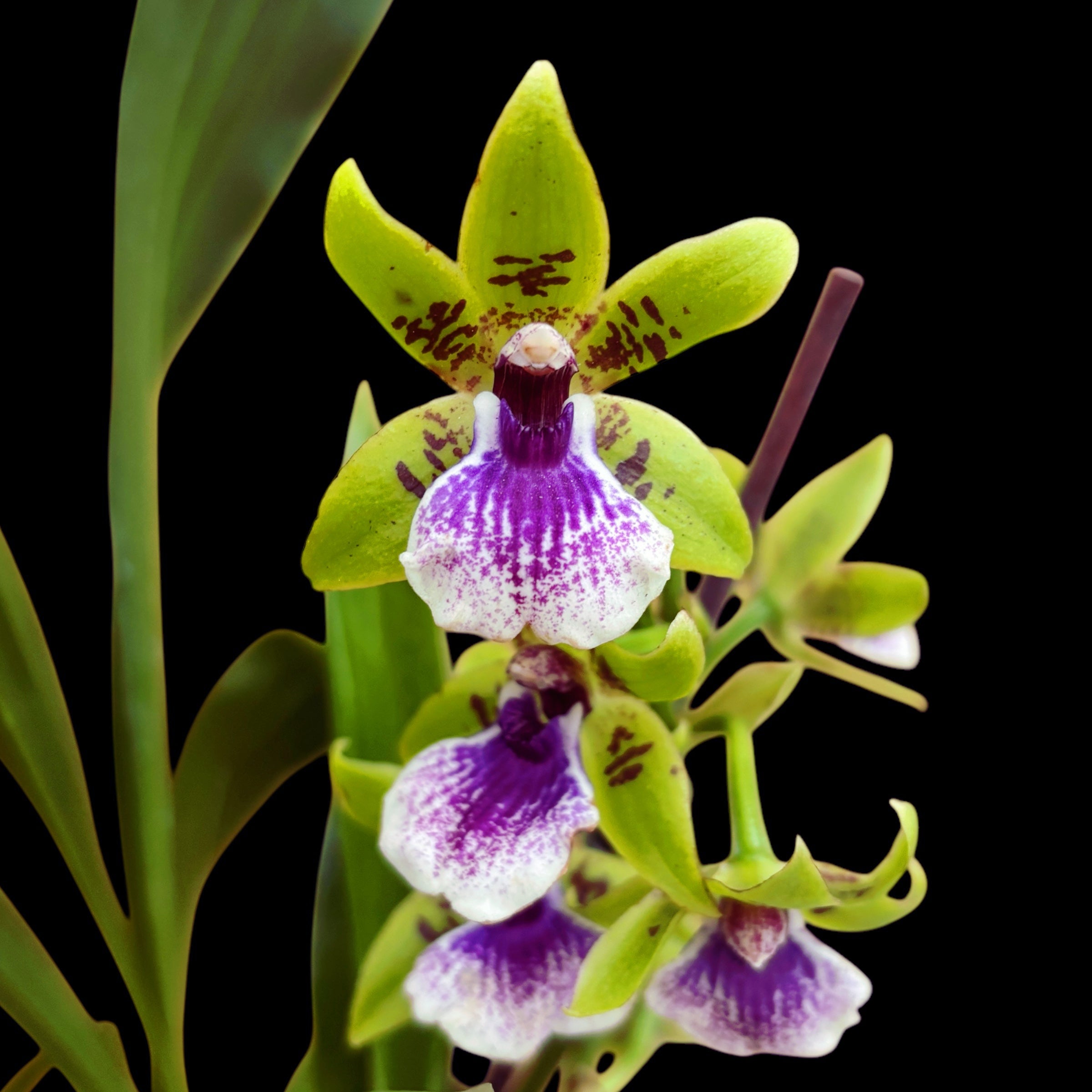 Zygodisanthus Micranthus-Everspring - parfumata