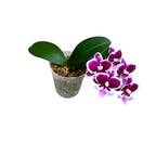 Phalaenopsis Younghome Chocolate (Big Lip)