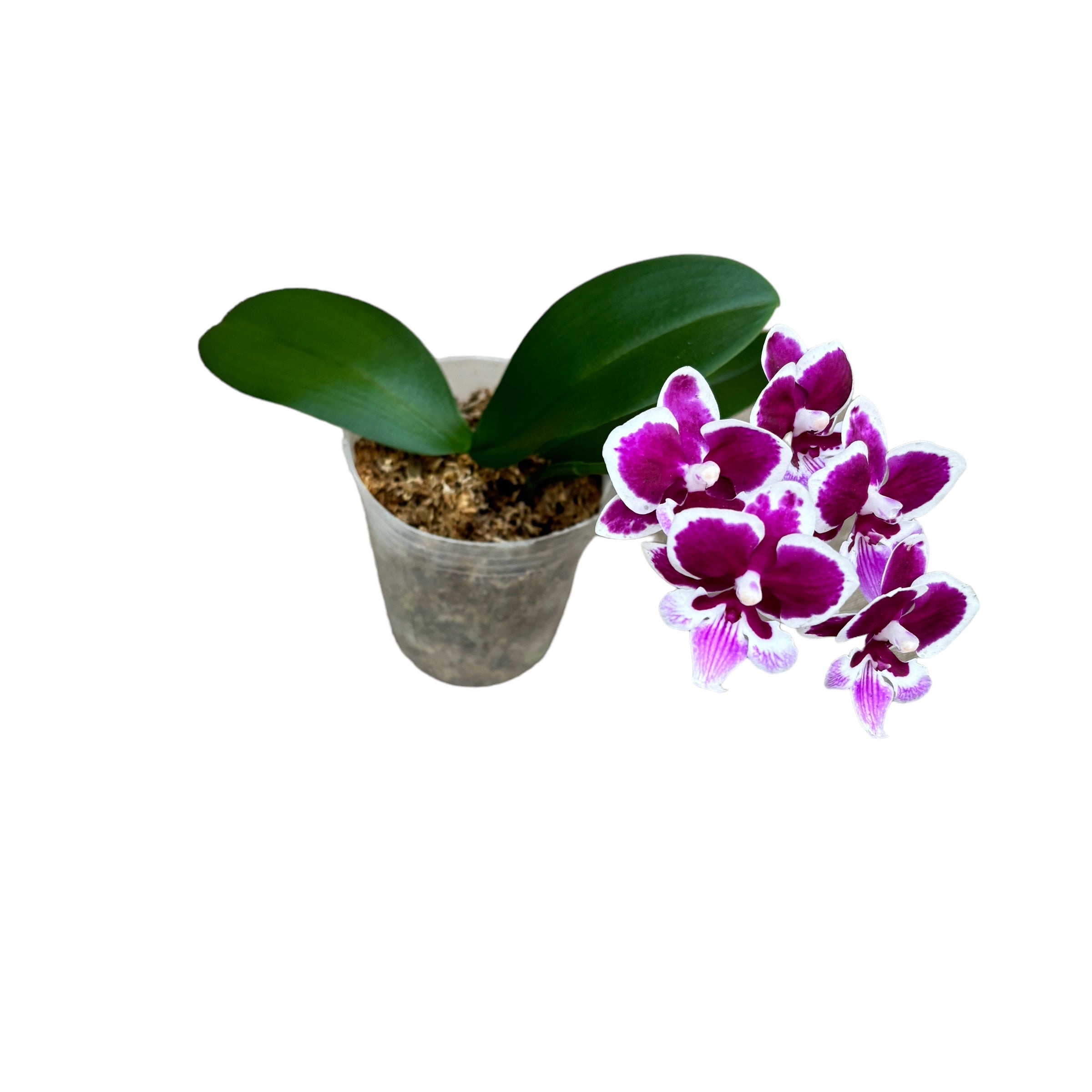 Phalaenopsis Younghome Chocolate (Big Lip)