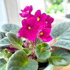 Saintpaulia Voila Red - African violets