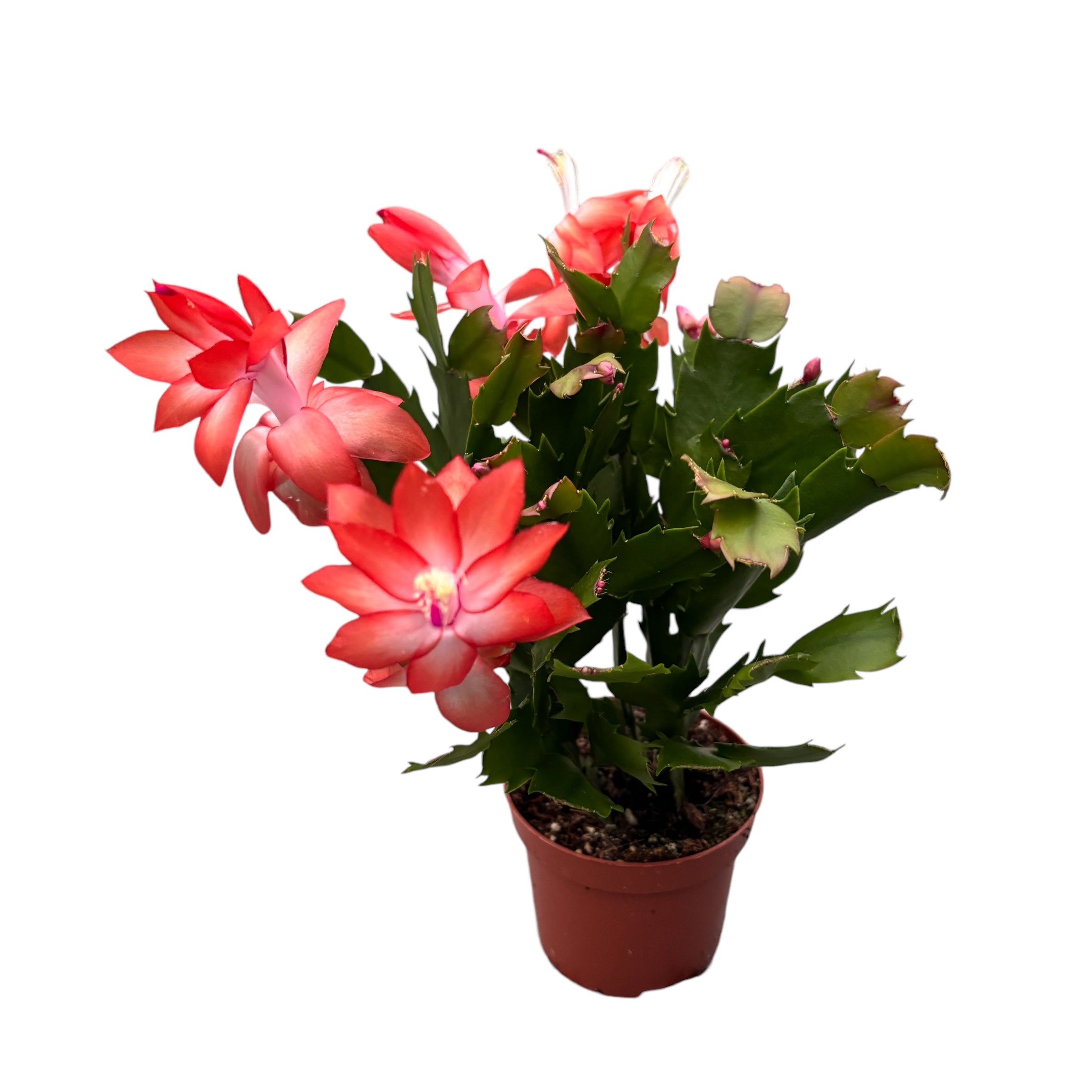 Schlumbergera ‘Orange Flame’ (Craciunita portocalie) 2pp