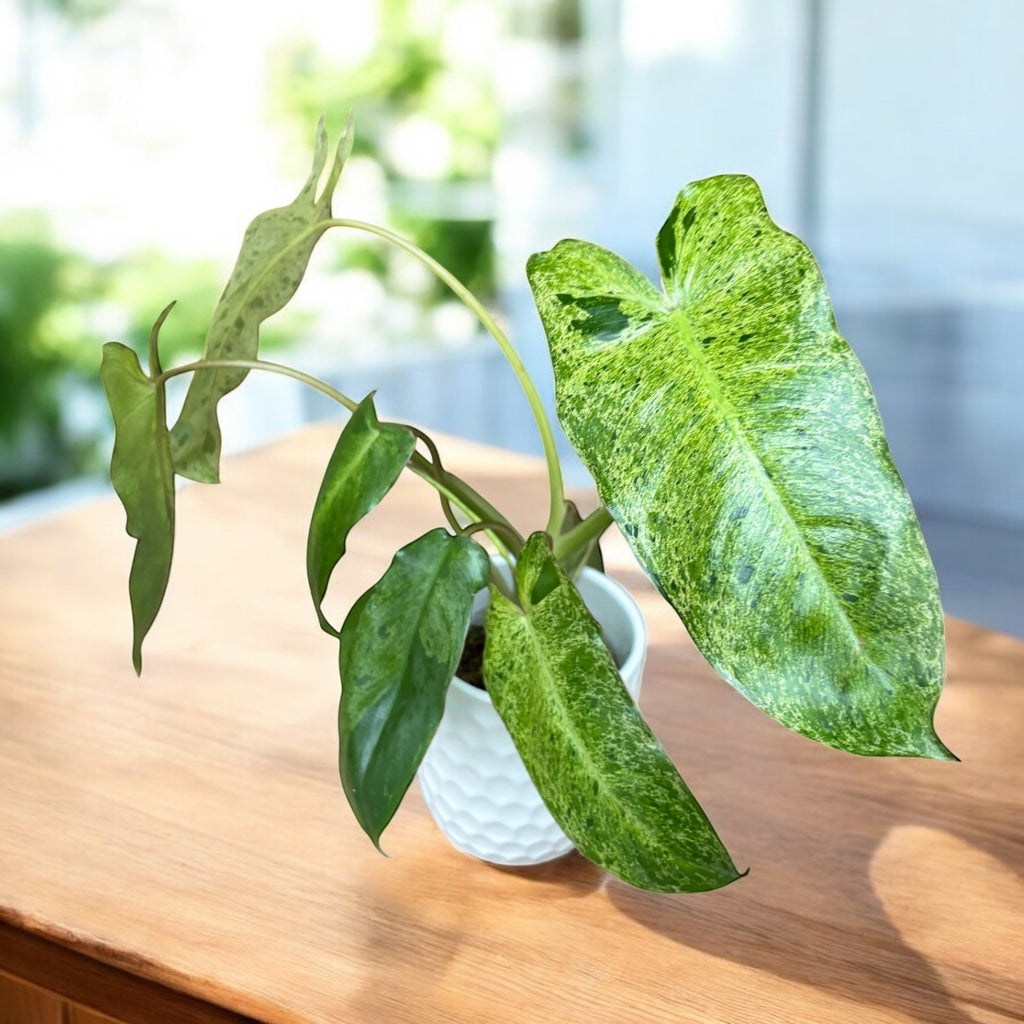 Philodendron Paraiso Verde (Taïwan)