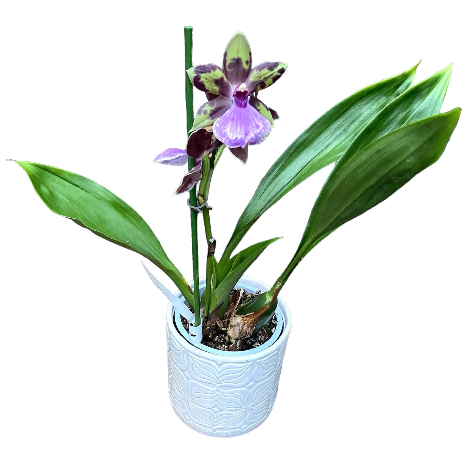 Zygopabstia Poul Moestrup 'Romy' duftend