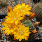 Echinopsis marsoneri (Rebutia marsoneri) - miniatuurcactus met gele bloemen