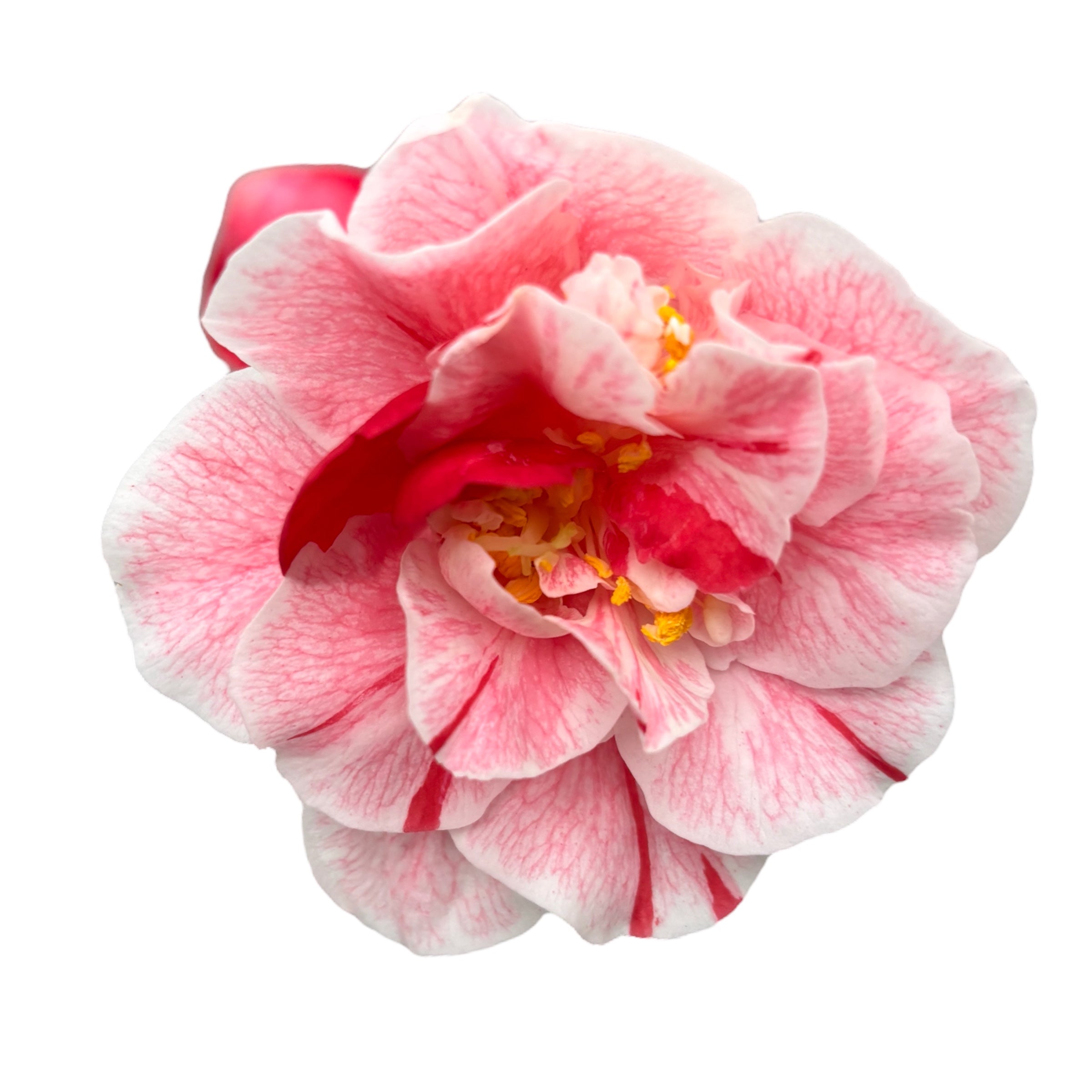 Camellia japonica 'Bonomiana' - rezistenta la inghet