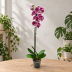 Phalaenopsis Limited #03