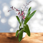 Oncidium Katrin Zoch 'Mieke' (kirjavalehtinen) - tuoksuvat kukat