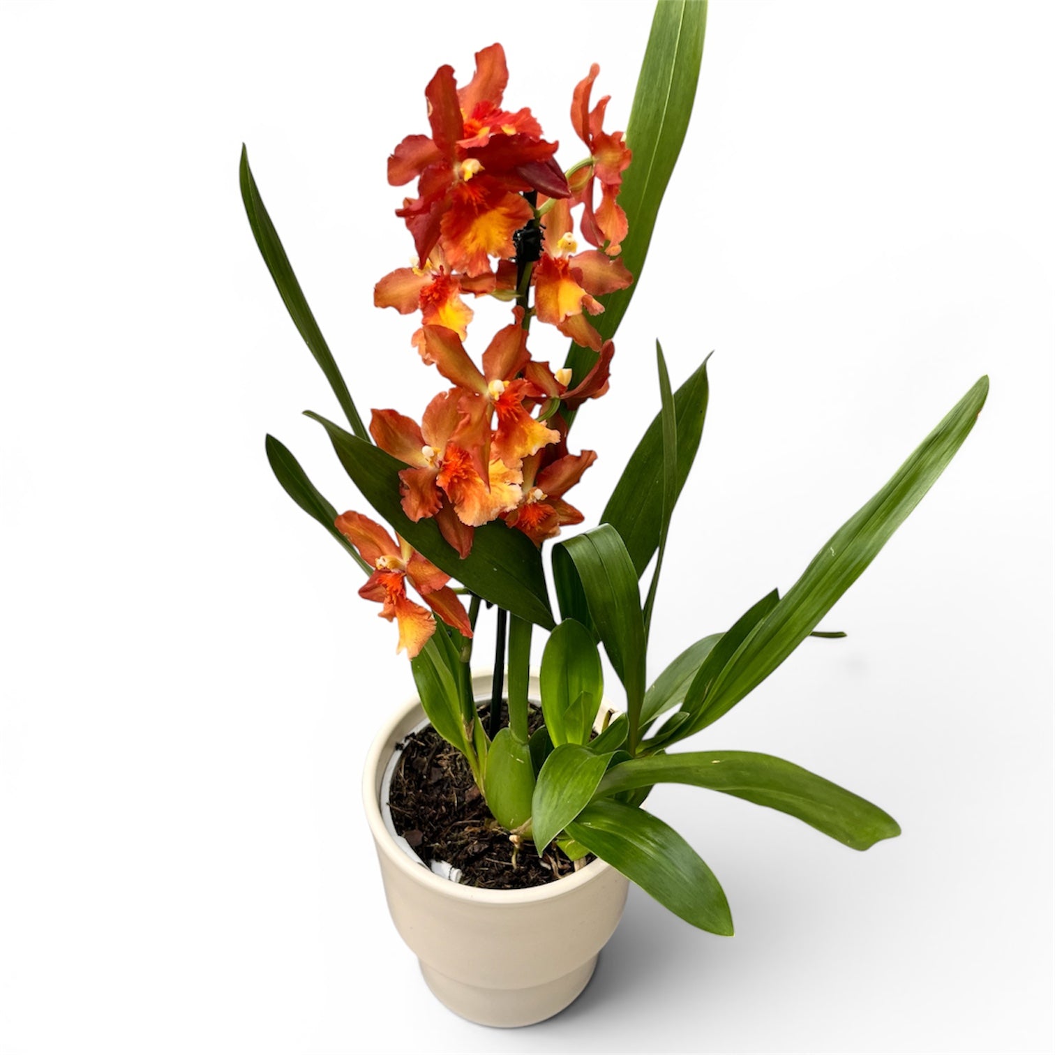 Oncidium Catatante 'Pacific Sunspot'