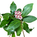 Hoya 'Patricia' (Hoya darwinii x Hoya elliptica)