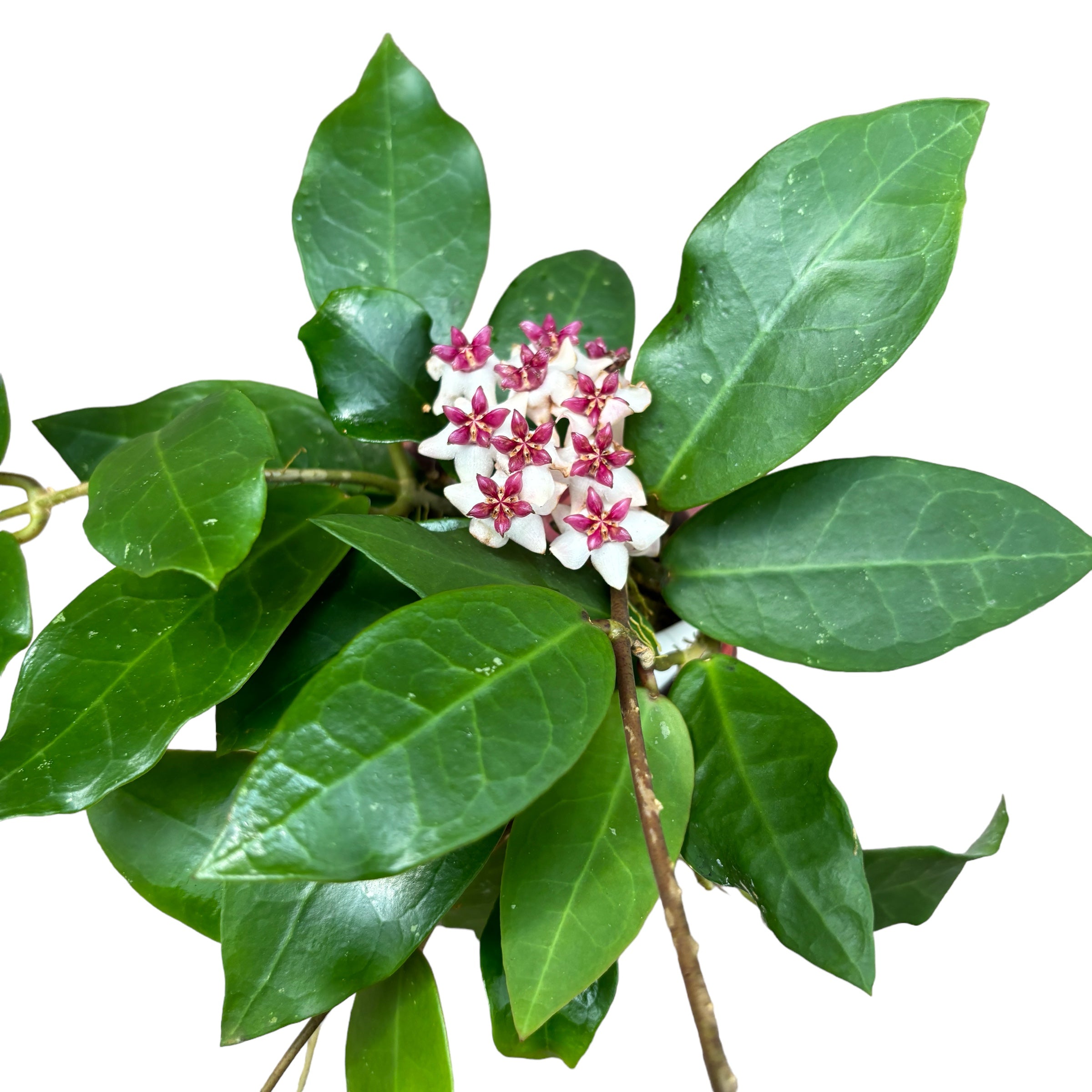 Hoya 'Patricia' (Hoya darwinii x Hoya elliptica)