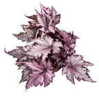 Begonia ‘Bewitched Festive Lavender’