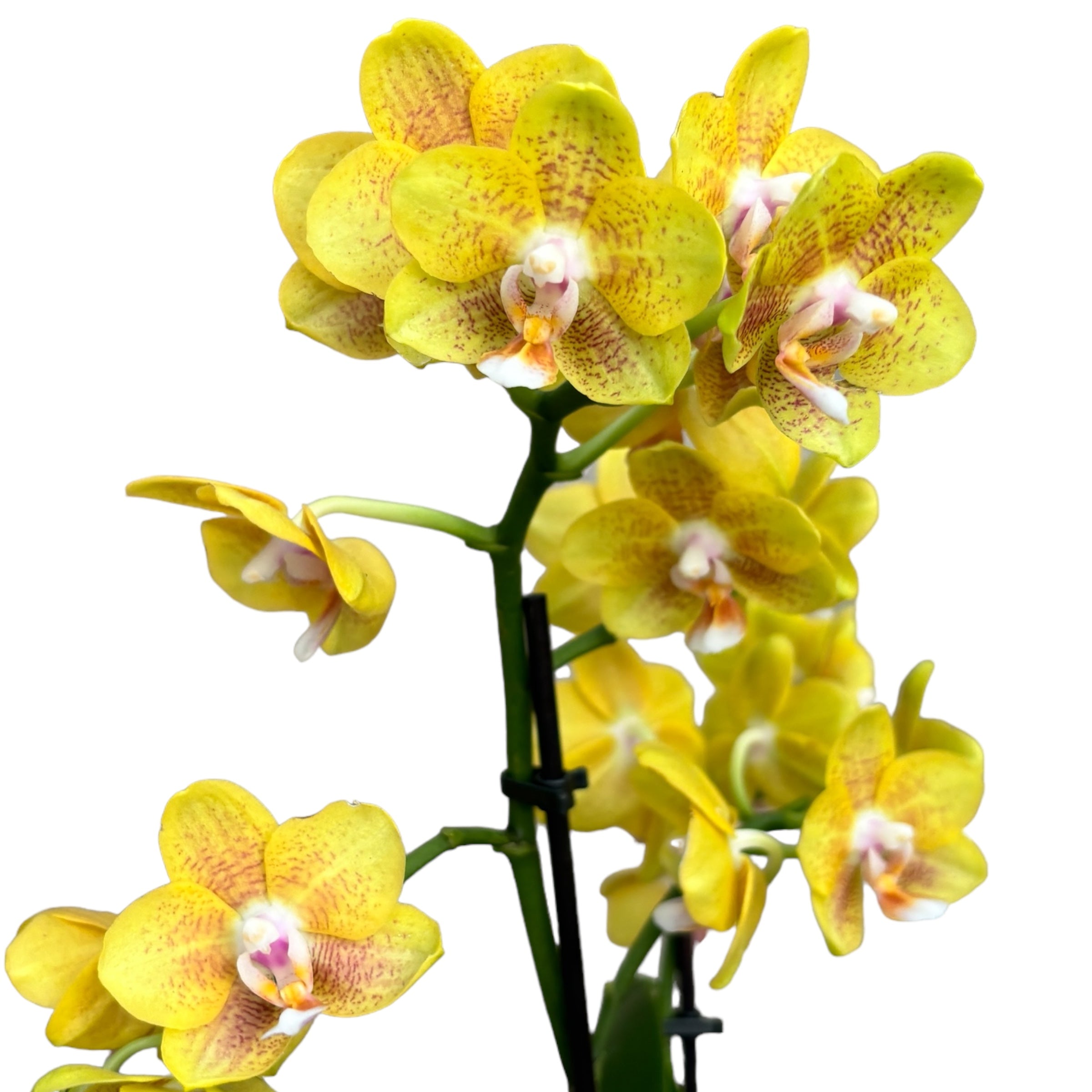 Phalaenopsis ‘Allura Catherine’ parfumat